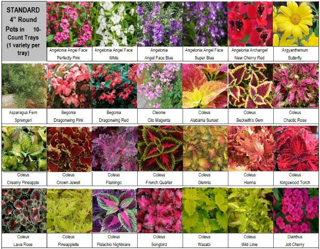 Wholesale Plant List